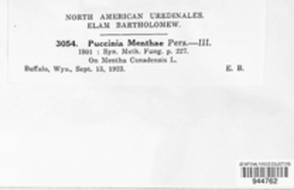 Puccinia menthae image